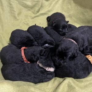 9 puppies from Oskar von Weltwitz and Fiesta Frosthof 11/12/2024